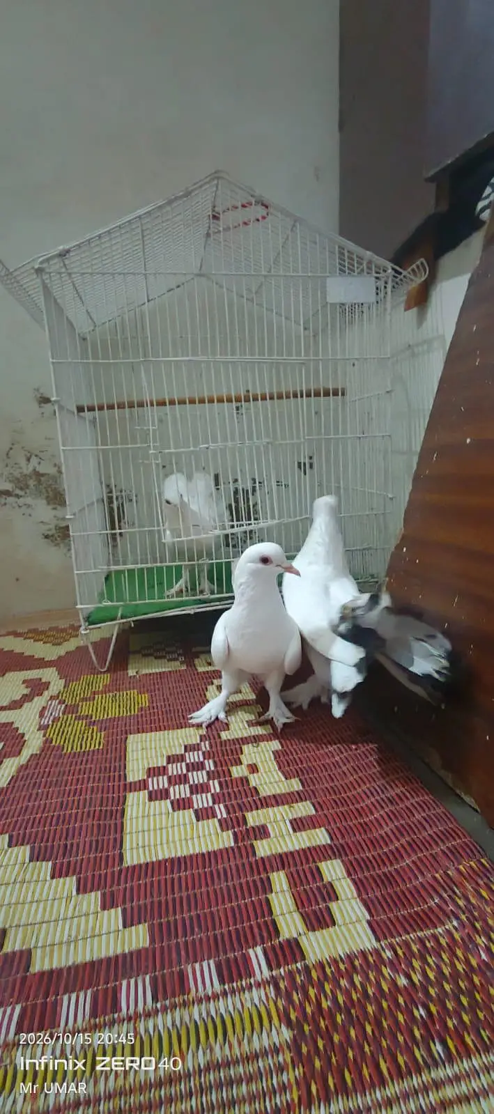 lakkah kabutar 2 pair hayy ik baccha .  hayy — photo 5