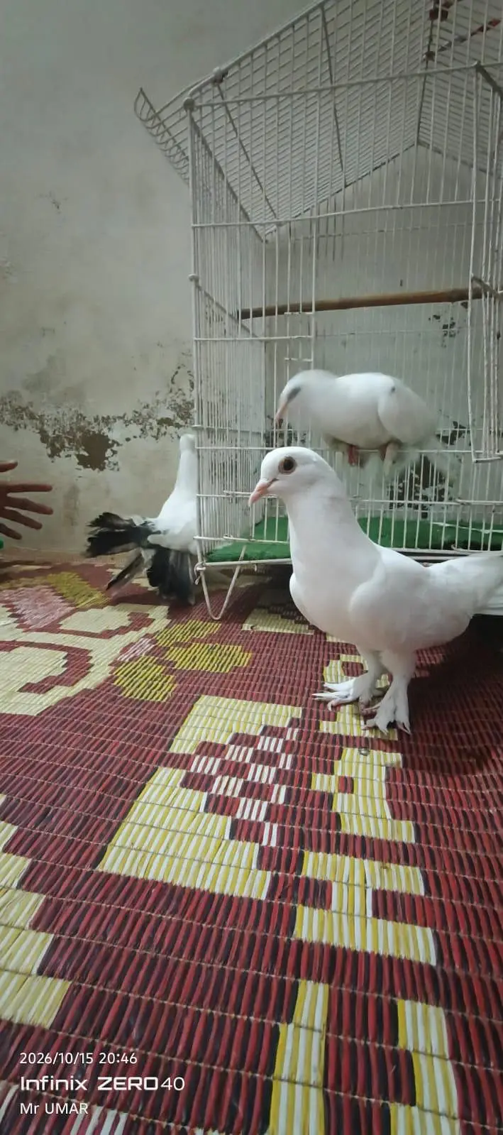 lakkah kabutar 2 pair hayy ik baccha .  hayy — photo 6
