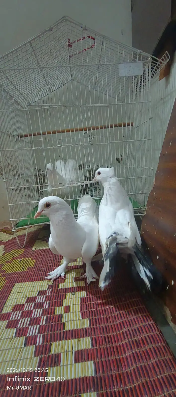 lakkah kabutar 2 pair hayy ik baccha .  hayy — photo 7