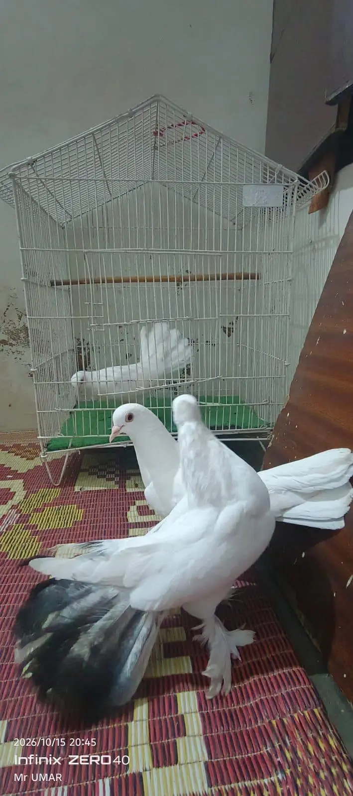 lakkah kabutar 2 pair hayy ik baccha .  hayy — photo 8