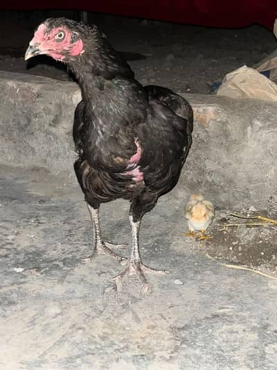 urgent for sale mianwali murgi and chick