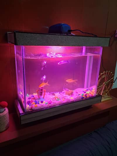 Fish Acquarium