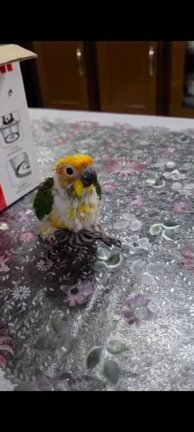 blue parrot & Sun conure