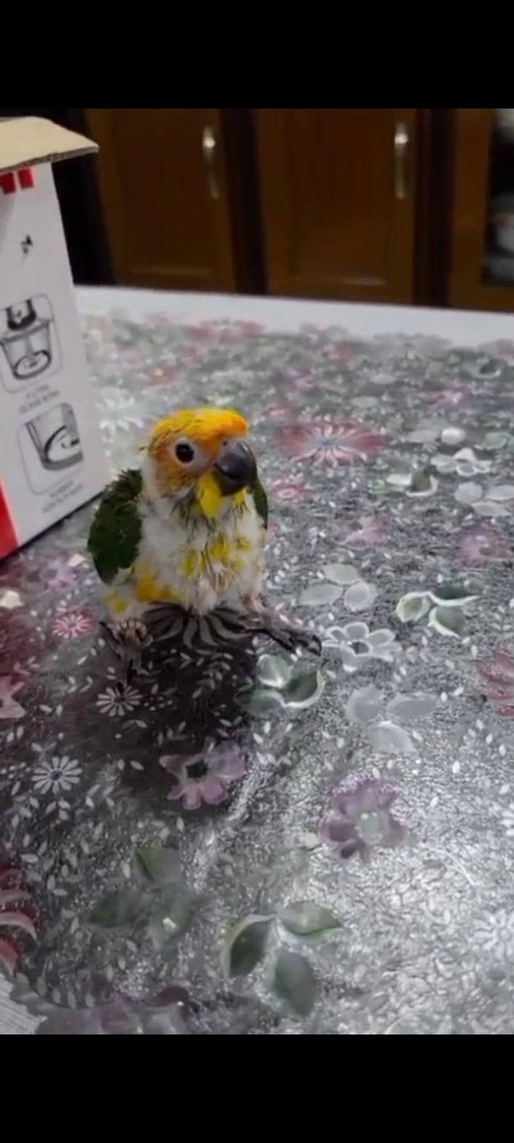 Sun conure 1