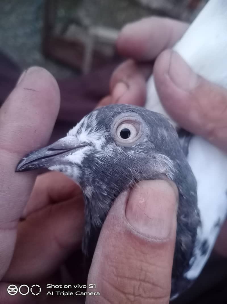 03224432982 0