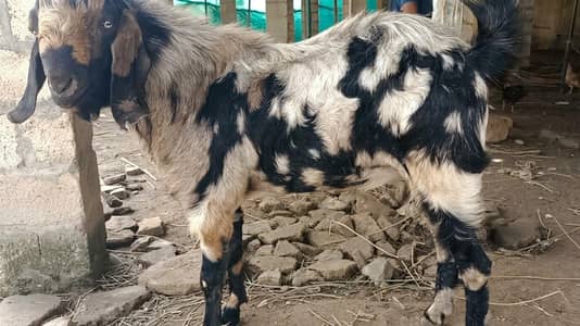 GOAT (BAKRA) FOR SALE IN RAWALPINDI, BREEDER BAKRA