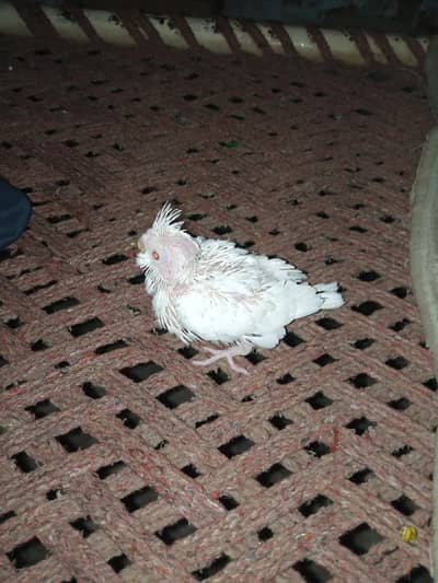 eno red eye baby chick