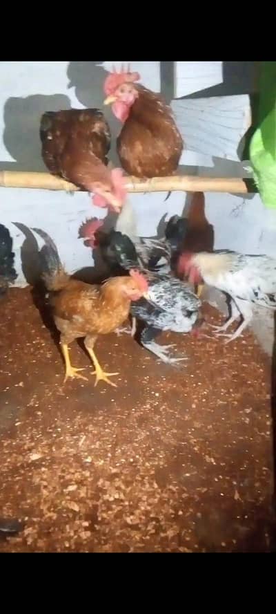 healthy laying hens for sale