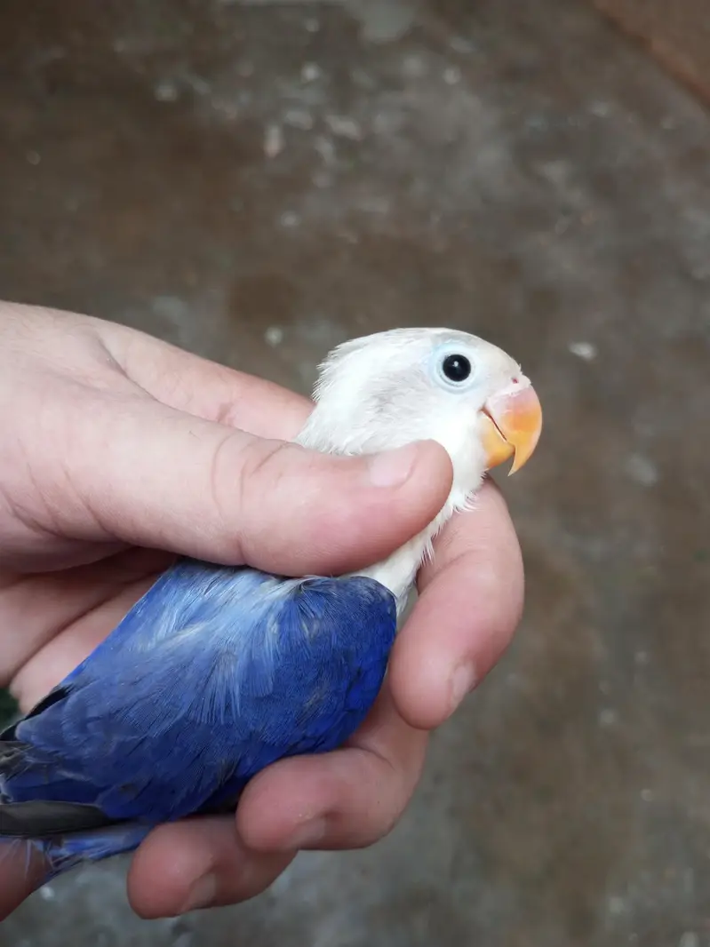 Parblue opline palefellow , Blue Opline Split Palefellows — photo 7