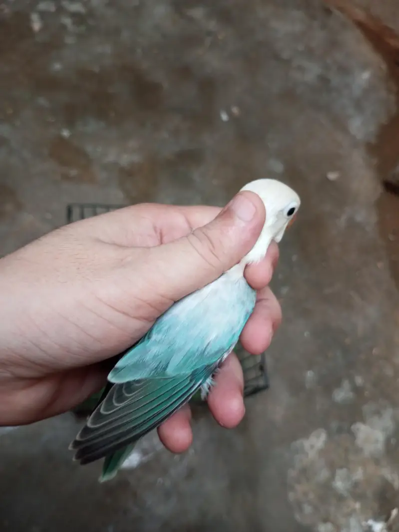 Parblue opline palefellow , Blue Opline Split Palefellows — photo 10