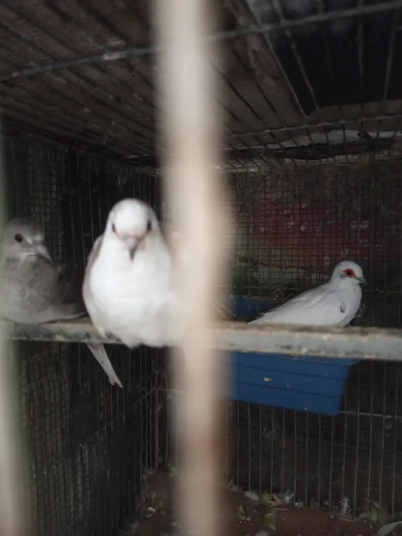 Parblue opline palefellow , Blue Opline Split Palefellows — photo 11