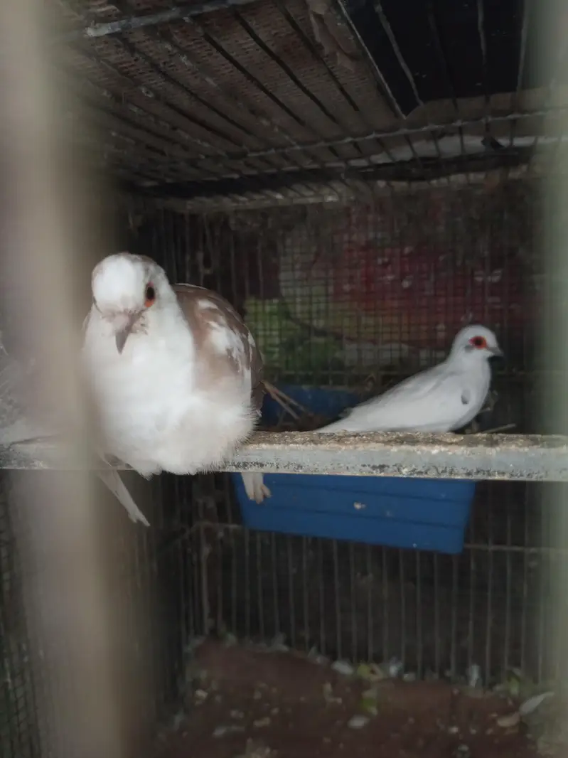 Parblue opline palefellow , Blue Opline Split Palefellows — photo 12
