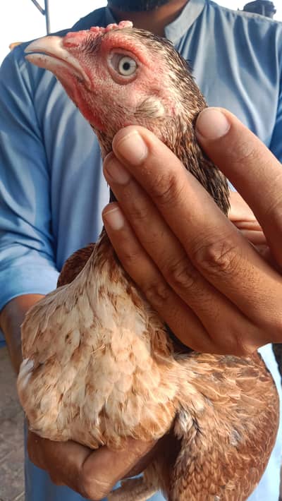 High quality Aseel hens