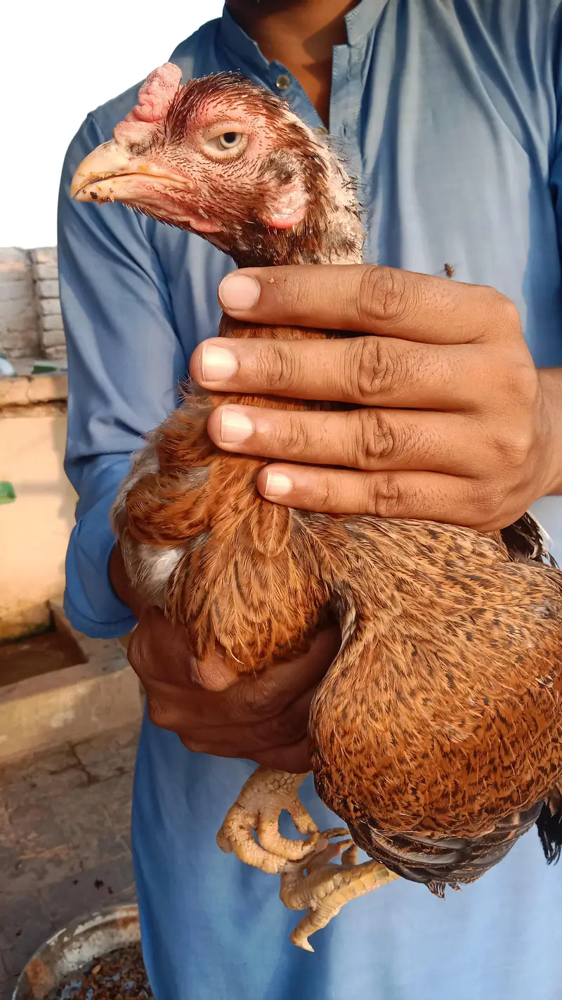 High quality Aseel hens — photo 2