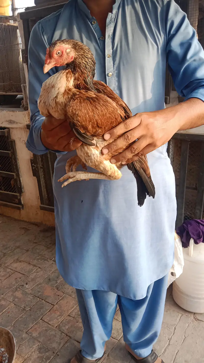 High quality Aseel hens — photo 3