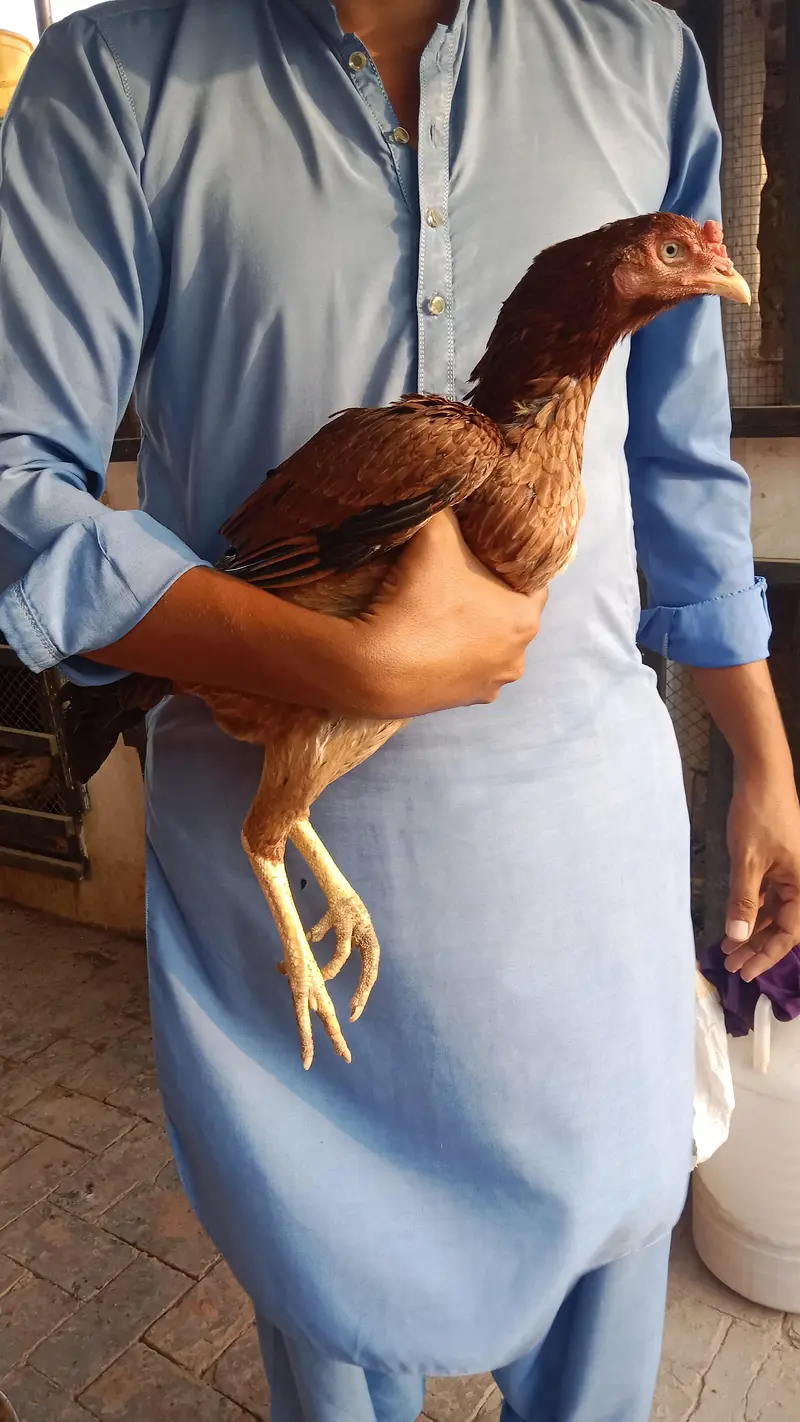 High quality Aseel hens — photo 4