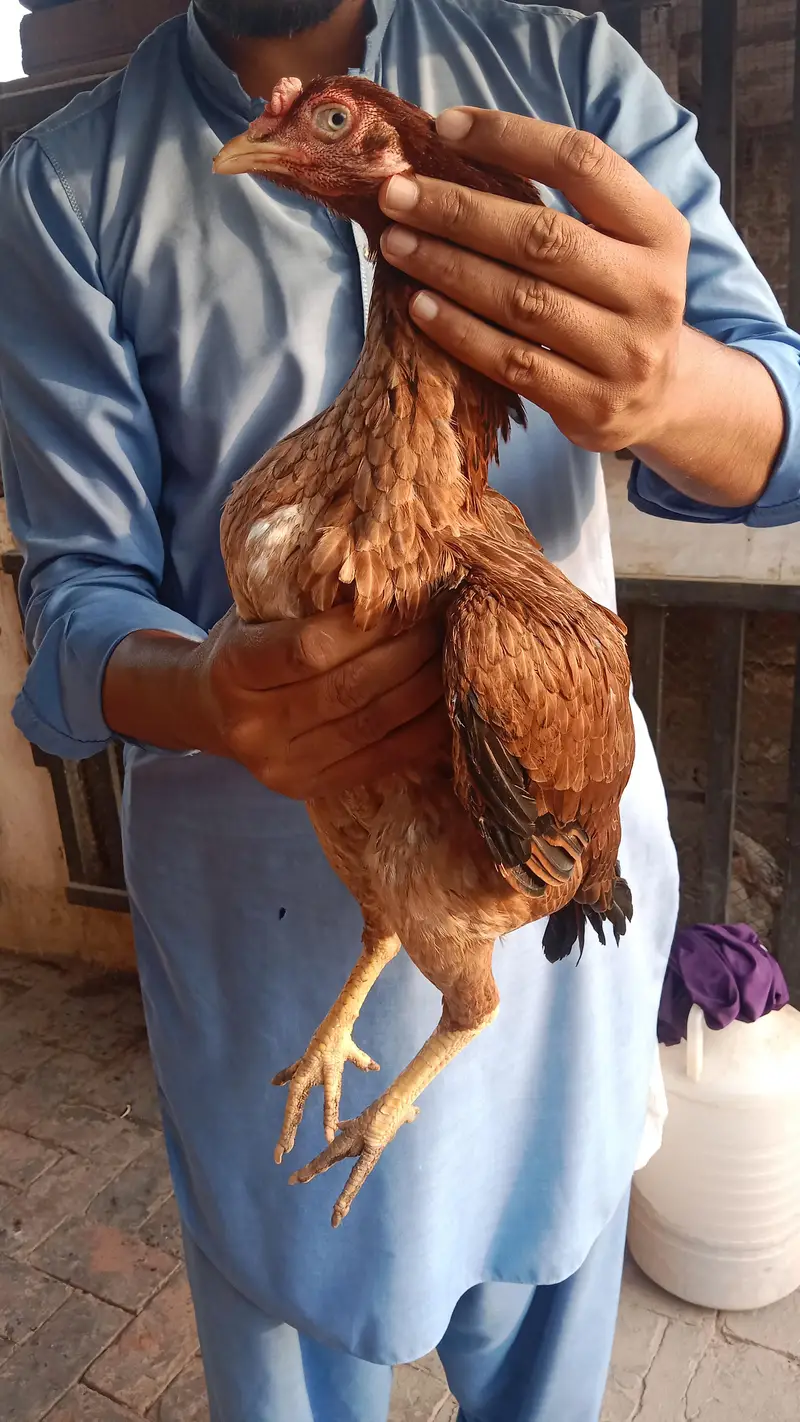 High quality Aseel hens — photo 5