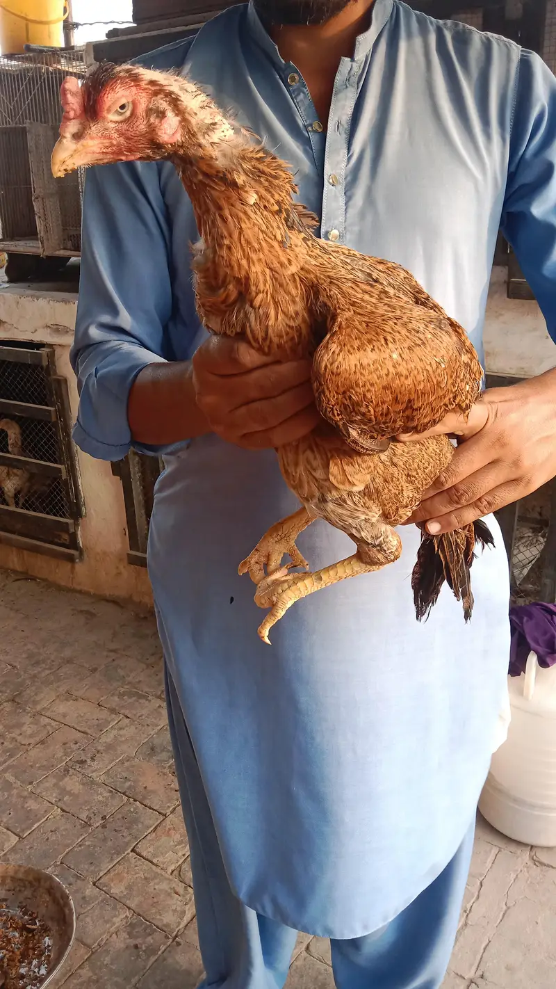 High quality Aseel hens — photo 6