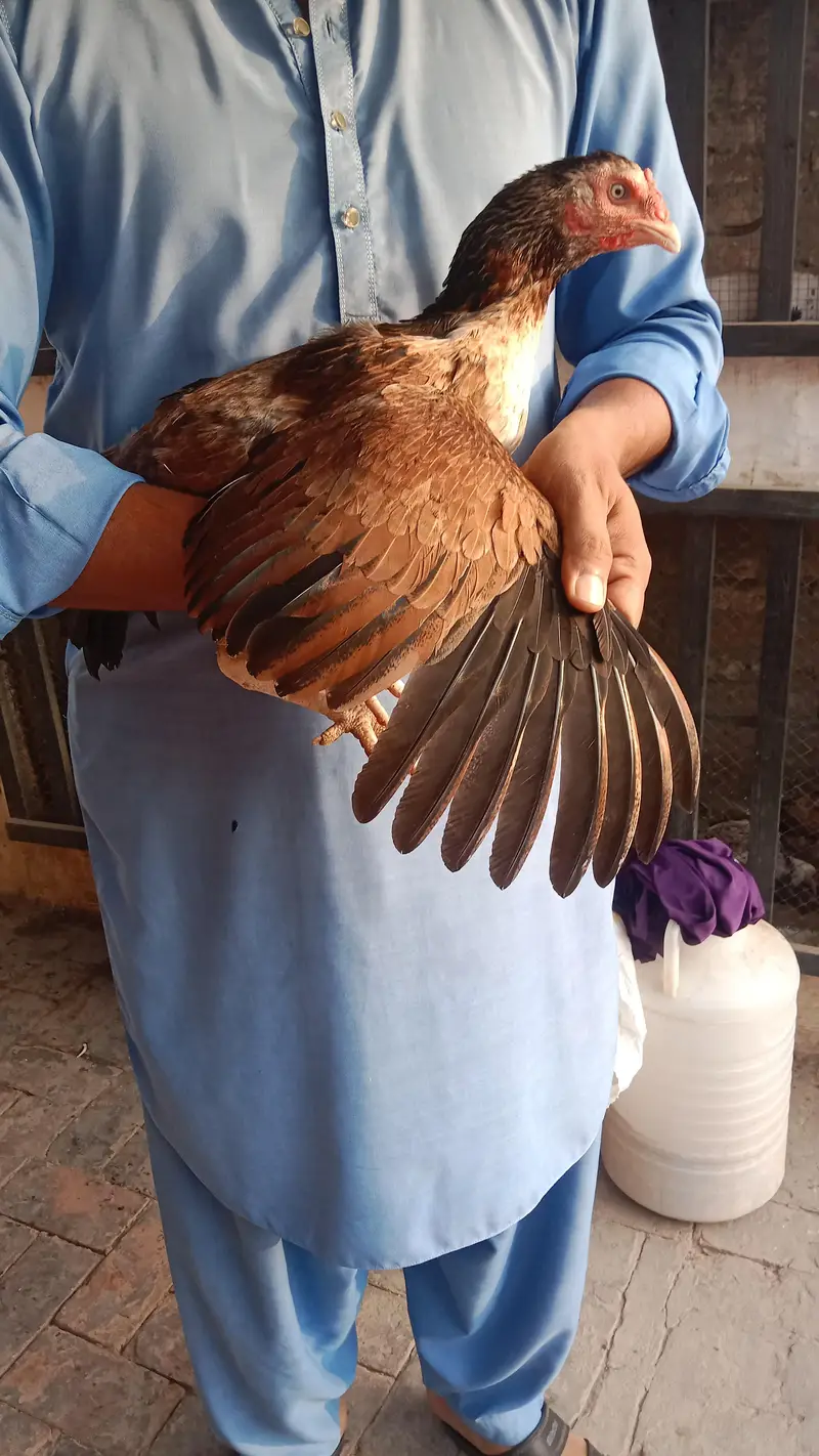High quality Aseel hens — photo 7
