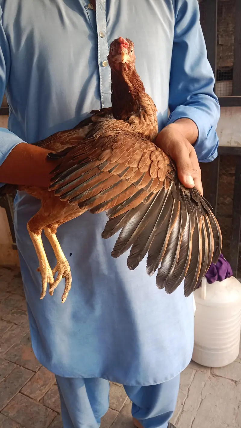 High quality Aseel hens — photo 8