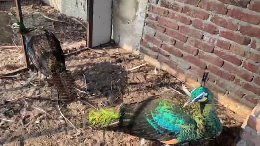 Green java breeder peacock