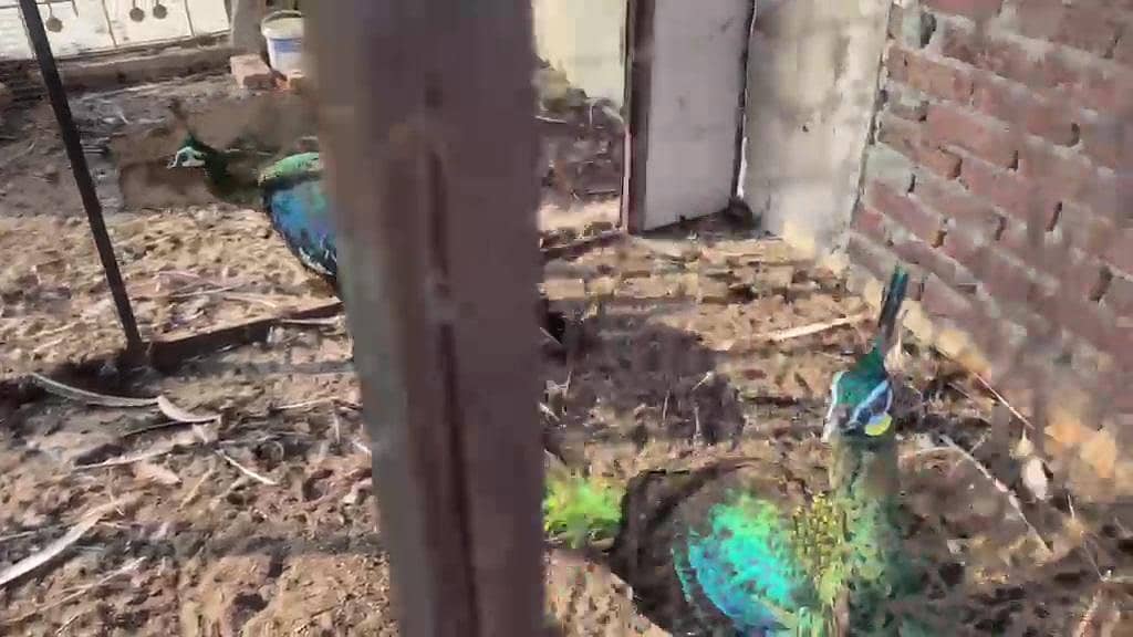 Green java breeder peacock 1