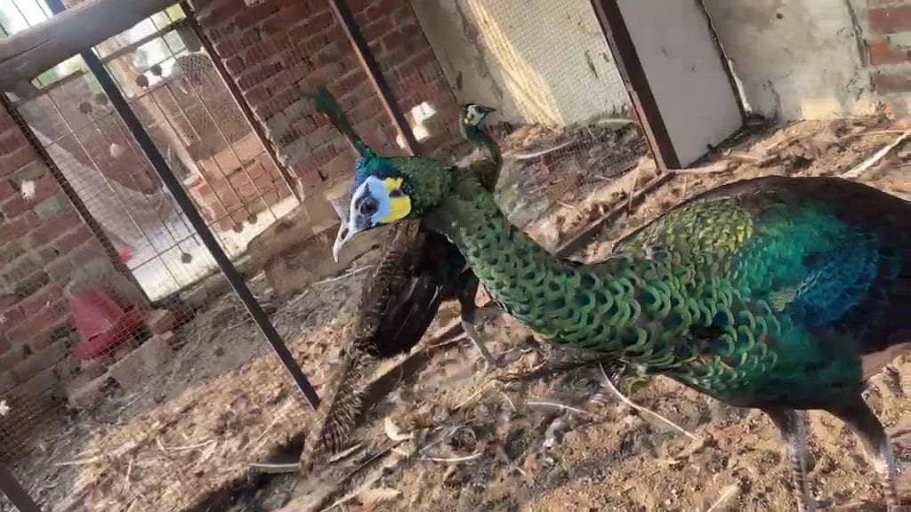 Green java breeder peacock 2