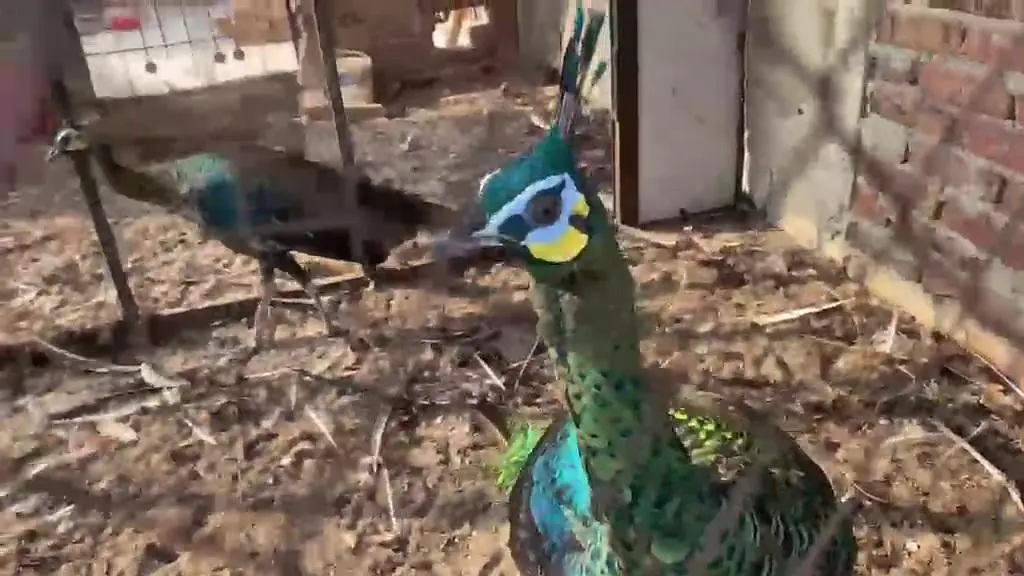 Green java breeder peacock — photo 4