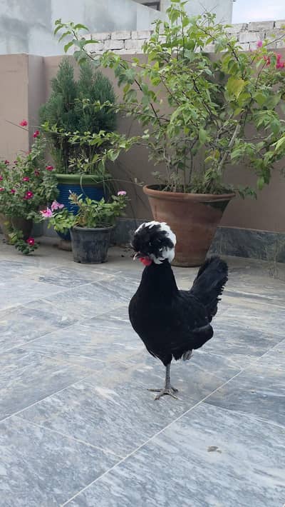 Black polish breeder Female