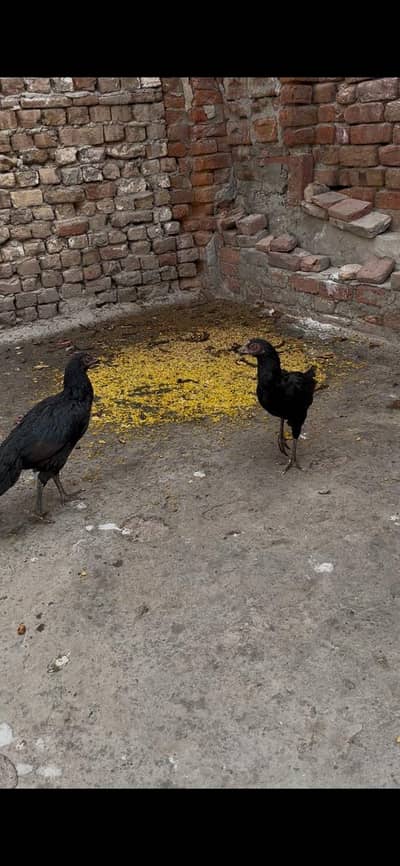 2 Aseel Murgiyan For Sale RS:3000