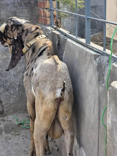 A* Quality  Breeder Shera Bakra For Sale