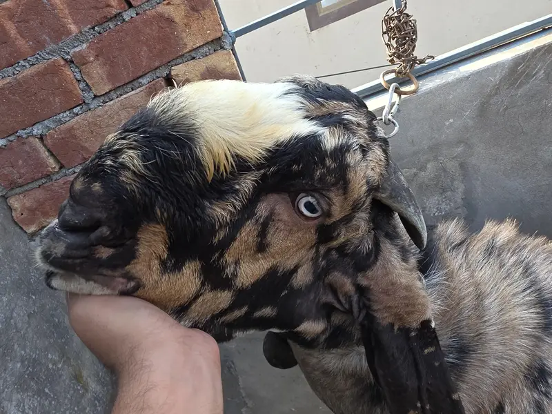 A* Quality  Breeder Shera Bakra For Sale — photo 2