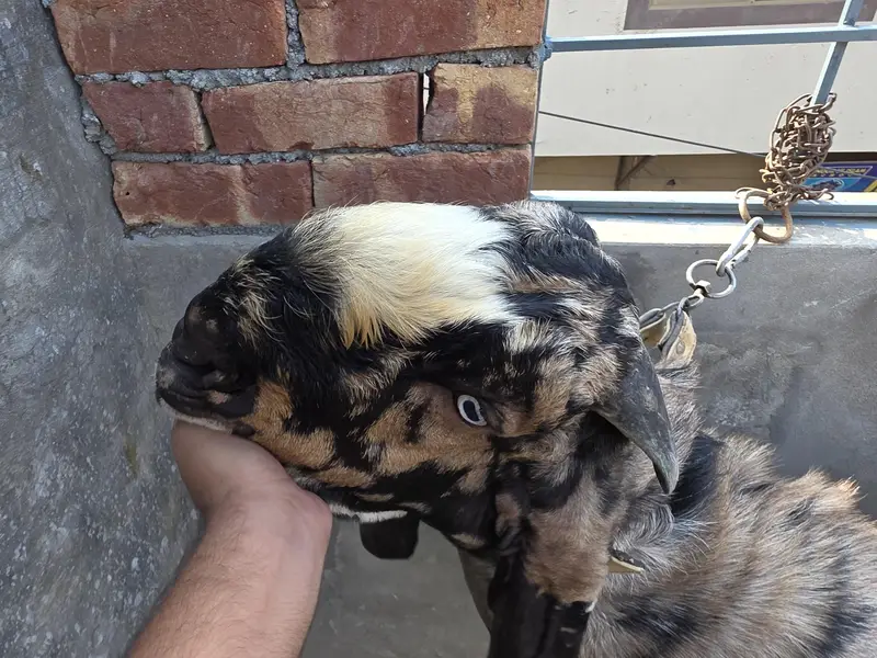 A* Quality  Breeder Shera Bakra For Sale — photo 3