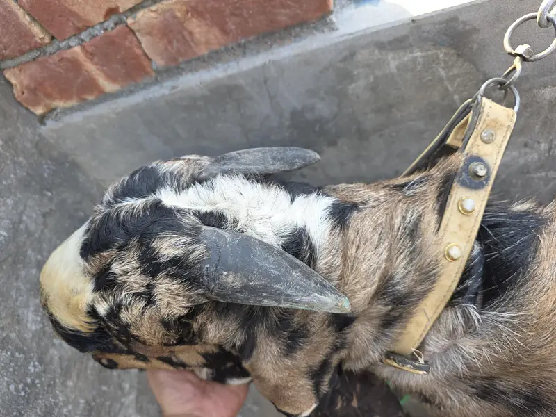A* Quality  Breeder Shera Bakra For Sale — photo 4
