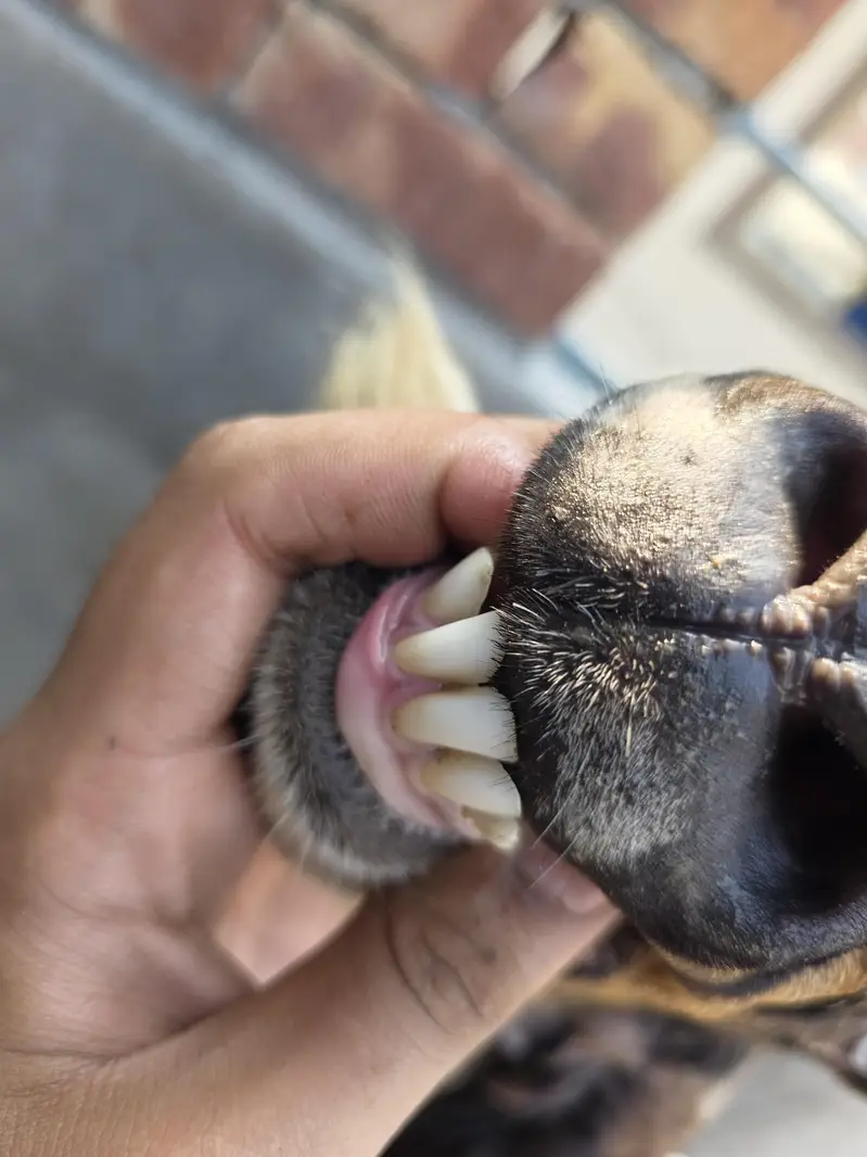 A* Quality  Breeder Shera Bakra For Sale — photo 5