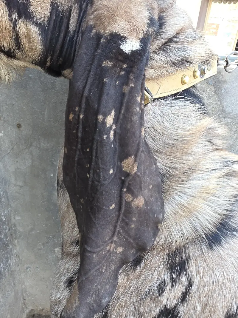 A* Quality  Breeder Shera Bakra For Sale — photo 6