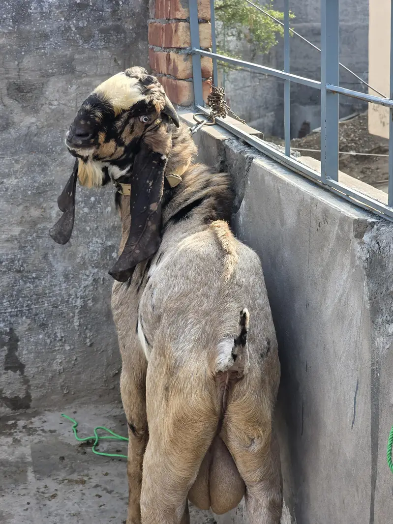A* Quality  Breeder Shera Bakra For Sale — photo 7
