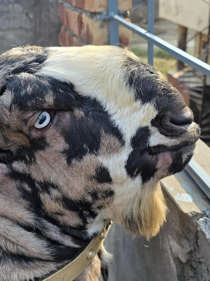 A* Quality  Breeder Shera Bakra For Sale — photo 8