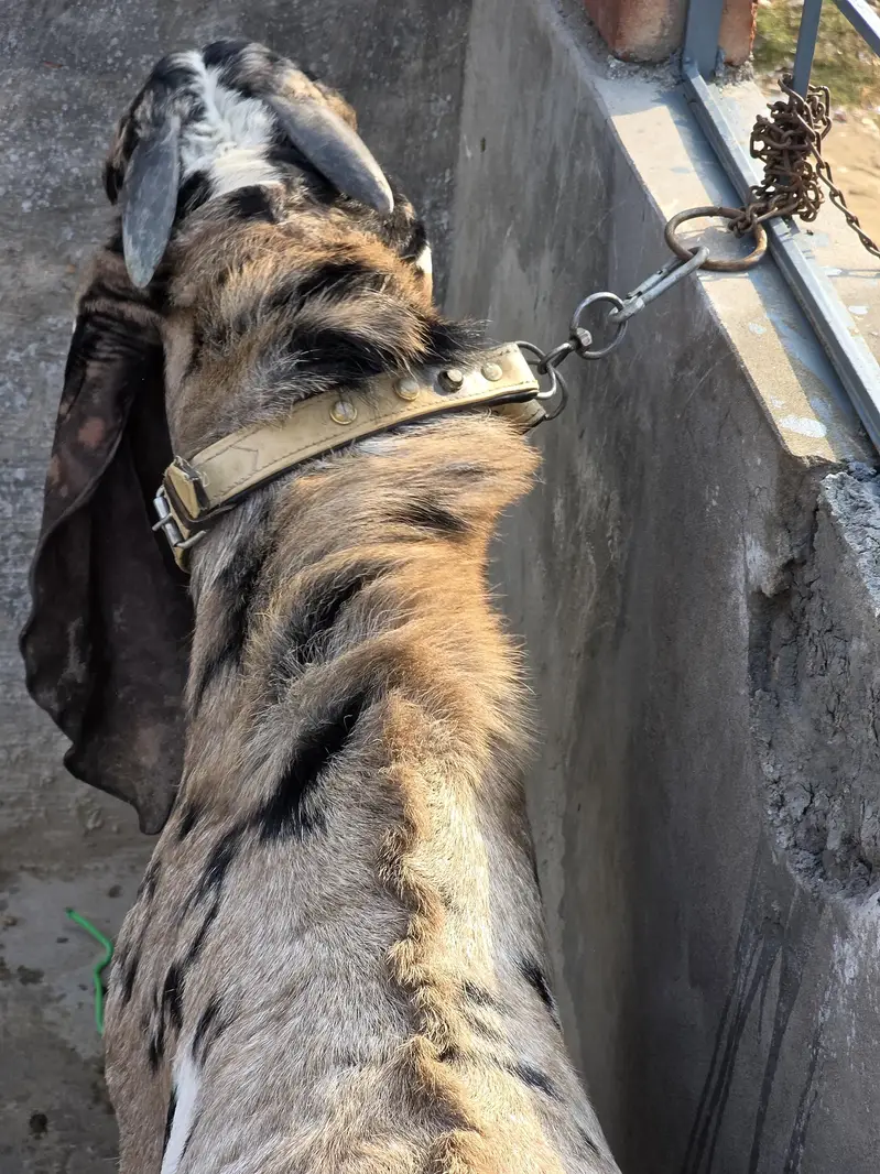 A* Quality  Breeder Shera Bakra For Sale — photo 10