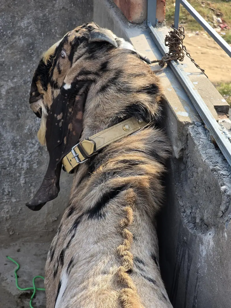 A* Quality  Breeder Shera Bakra For Sale — photo 11