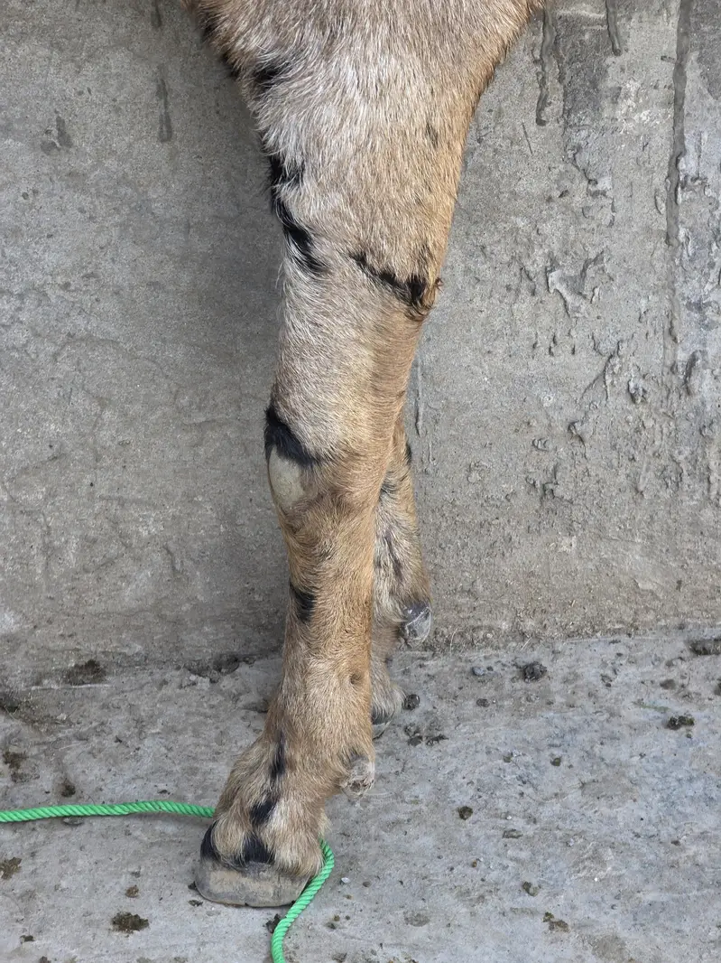 A* Quality  Breeder Shera Bakra For Sale — photo 12