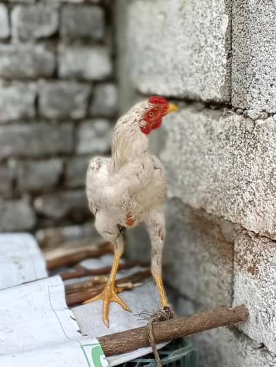 Hen sale