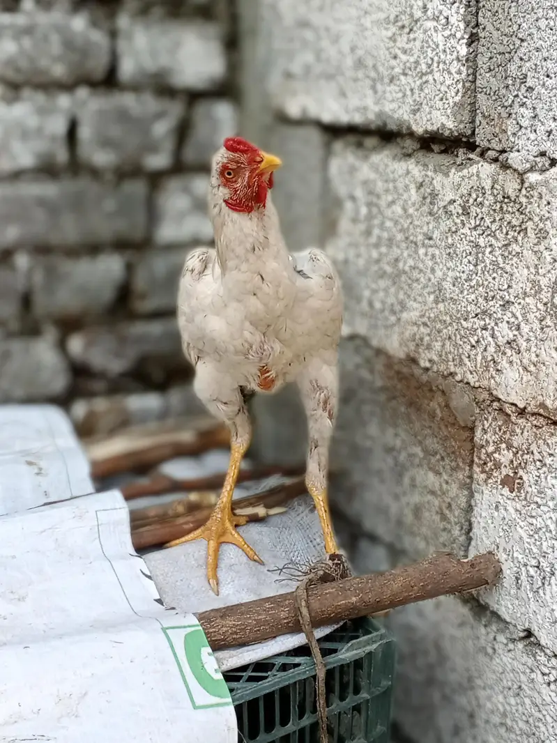 Hen sale — photo 2
