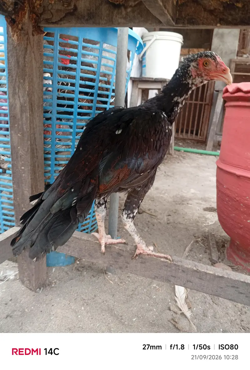 Aseel pathe pathiyan — photo 4
