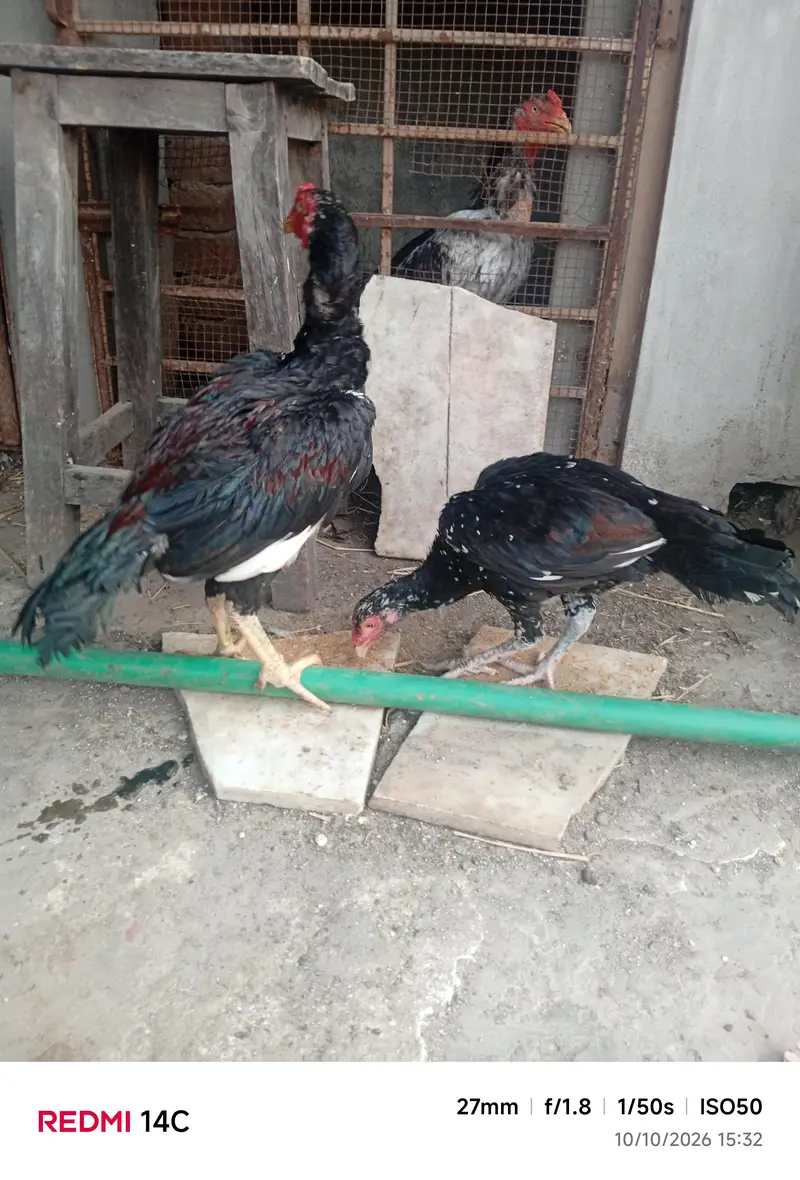 Aseel pathe pathiyan — photo 7