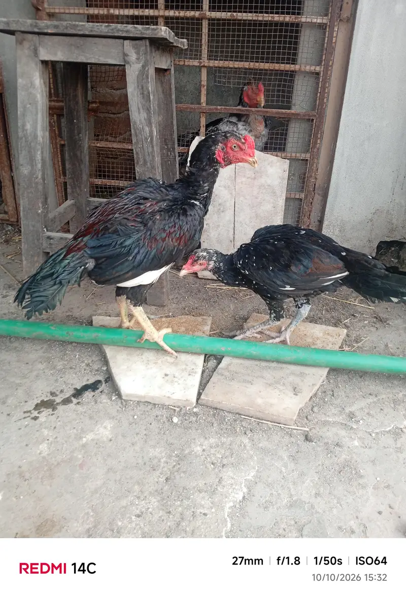 Aseel pathe pathiyan — photo 8