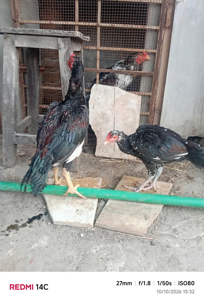 Aseel pathe pathiyan — photo 9