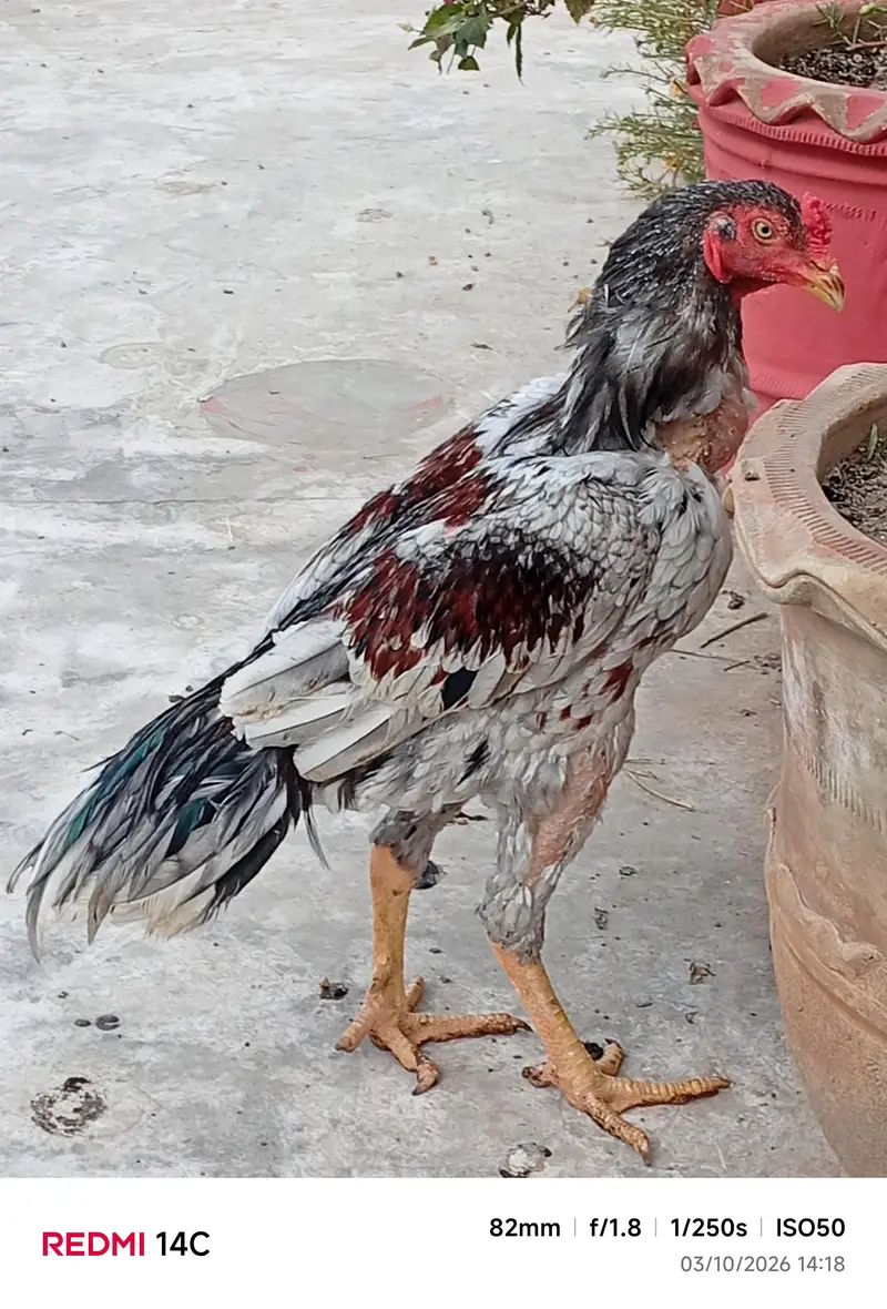 Aseel pathe pathiyan — photo 12