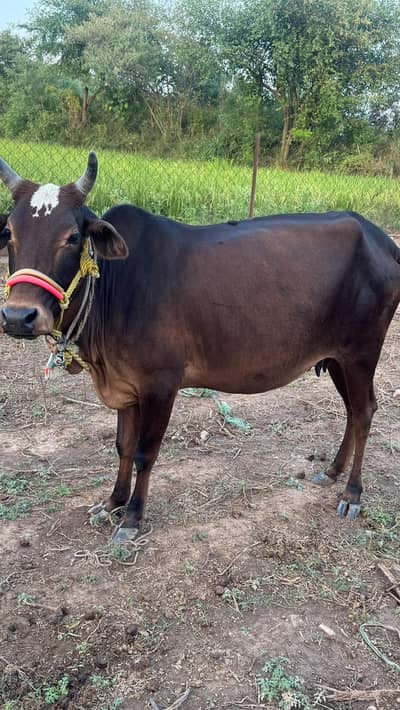 cow and baby cow for sale