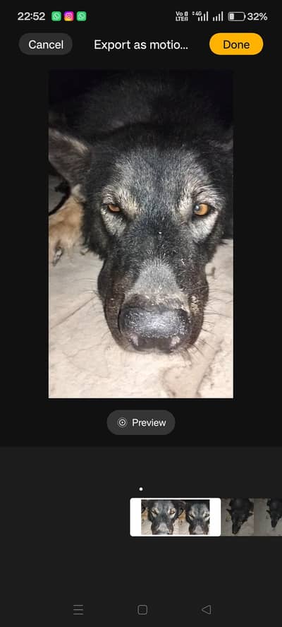 German Sheford